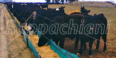 Comederos de lona, alimentación de ganado vacuno en campo.