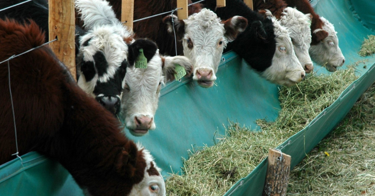 Comedero de lona PVC para la alimentación de ganado en feedlot o corrales 