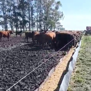 Comedero de Geomembrana - AGRO